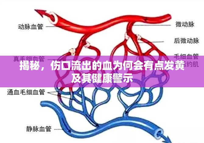 揭秘，傷口流出的血為何會(huì)有點(diǎn)發(fā)黃及其健康警示