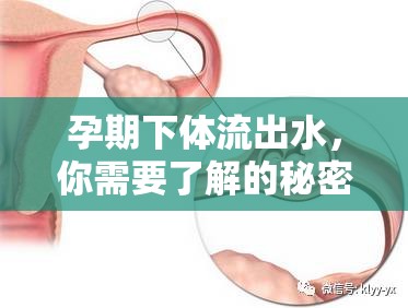 孕期下體流出水，你需要了解的秘密