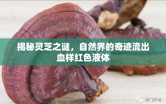 揭秘靈芝之謎，自然界的奇跡流出血樣紅色液體
