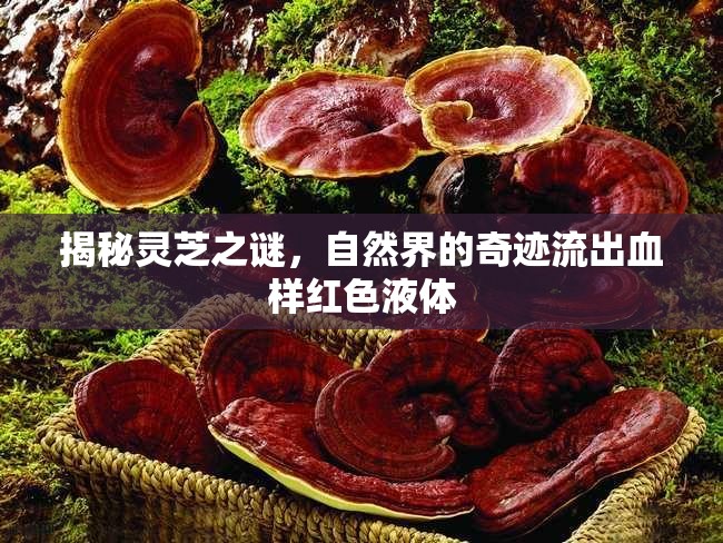 揭秘靈芝之謎，自然界的奇跡流出血樣紅色液體