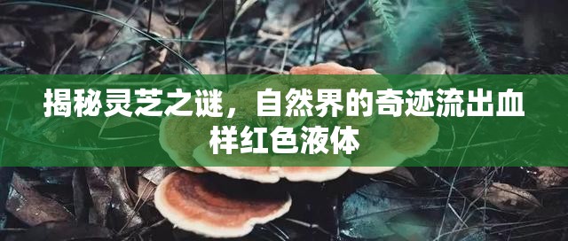 揭秘靈芝之謎，自然界的奇跡流出血樣紅色液體