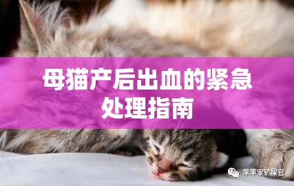 母貓產(chǎn)后出血的緊急處理指南
