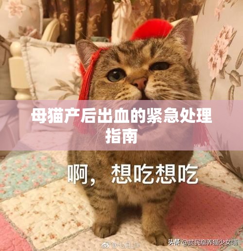母貓產(chǎn)后出血的緊急處理指南