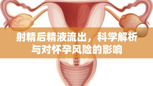 射精后精液流出，科學(xué)解析與對(duì)懷孕風(fēng)險(xiǎn)的影響