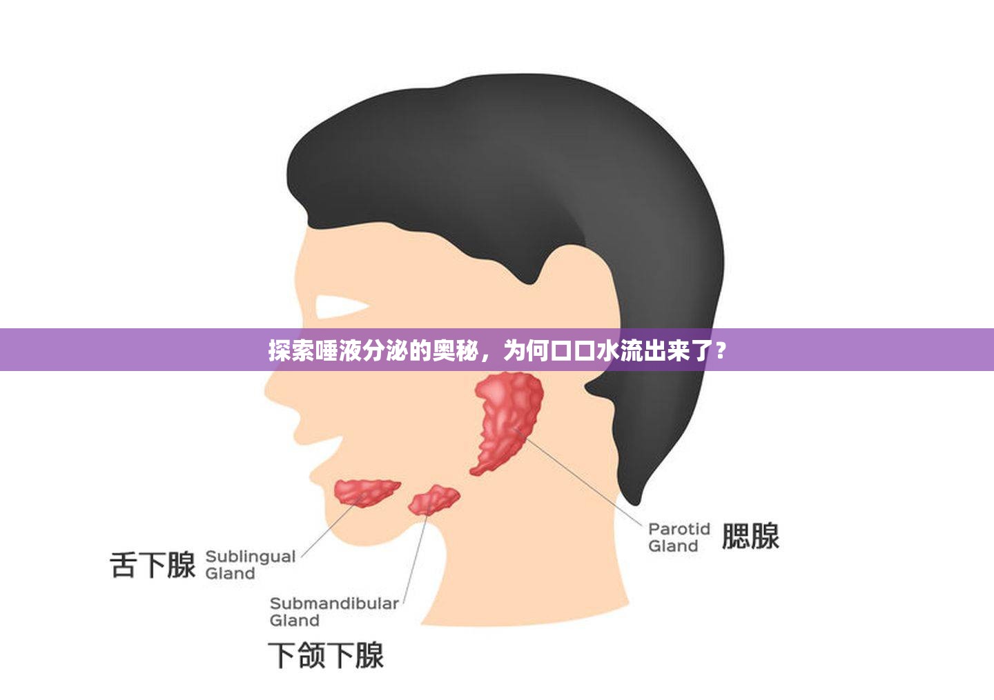 探索唾液分泌的奧秘，為何口口水流出來(lái)了？