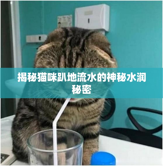 揭秘貓咪趴地流水的神秘水潤秘密