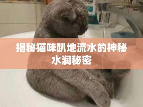 揭秘貓咪趴地流水的神秘水潤秘密