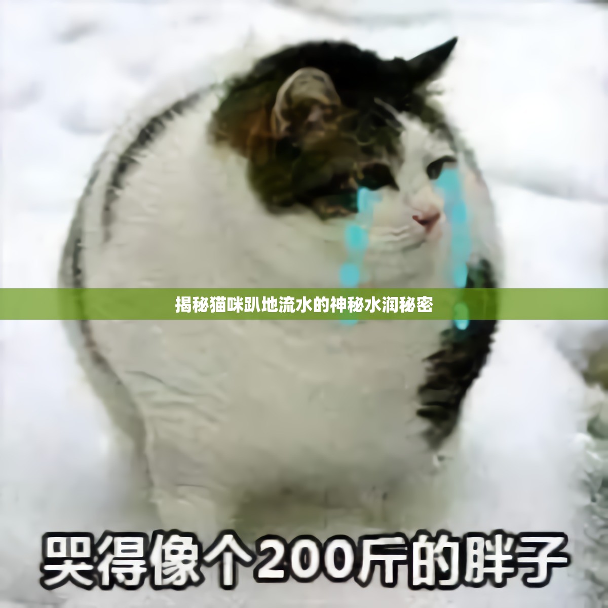 揭秘貓咪趴地流水的神秘水潤秘密