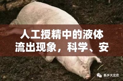 人工授精中的液體流出現(xiàn)象，科學(xué)、安全與理解