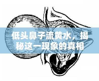 低頭鼻子流黃水，揭秘這一現(xiàn)象的真相
