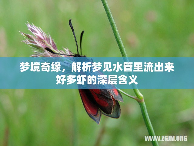 夢境奇緣，解析夢見水管里流出來好多蝦的深層含義