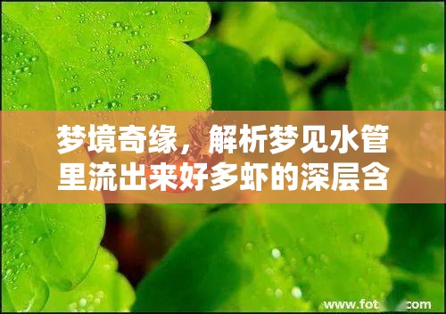 夢境奇緣，解析夢見水管里流出來好多蝦的深層含義