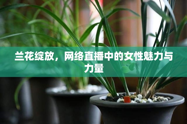 蘭花綻放，網(wǎng)絡(luò)直播中的女性魅力與力量