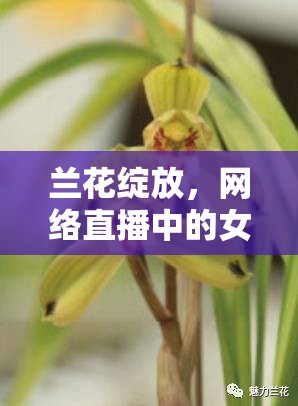 蘭花綻放，網(wǎng)絡(luò)直播中的女性魅力與力量