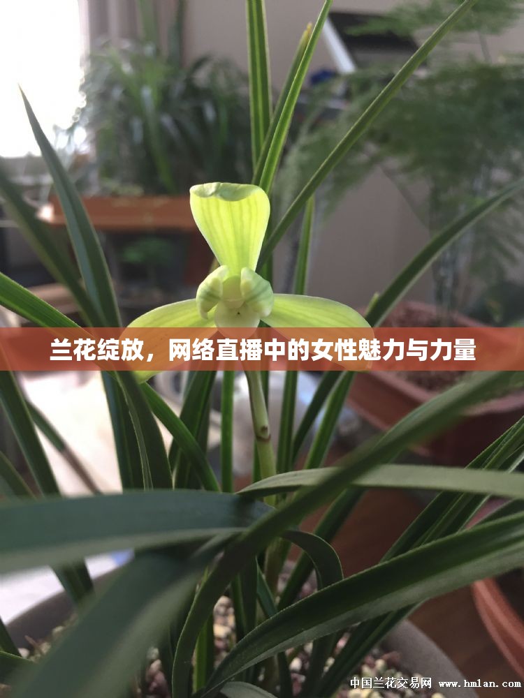 蘭花綻放，網(wǎng)絡(luò)直播中的女性魅力與力量