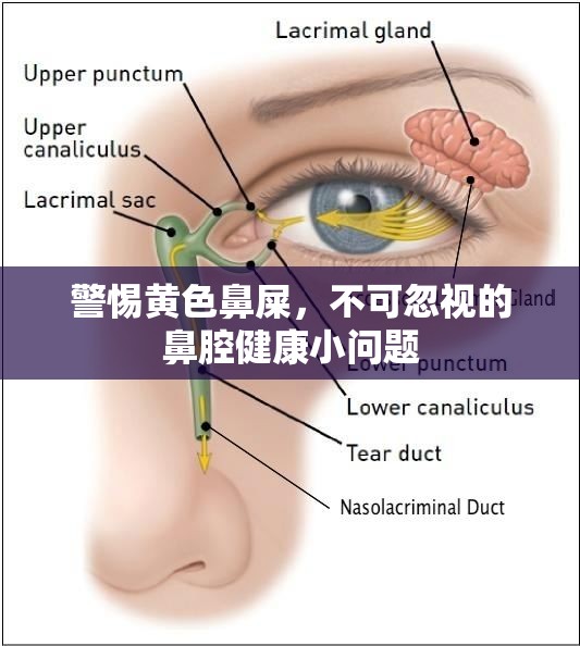 警惕黃色鼻屎，不可忽視的鼻腔健康小問題