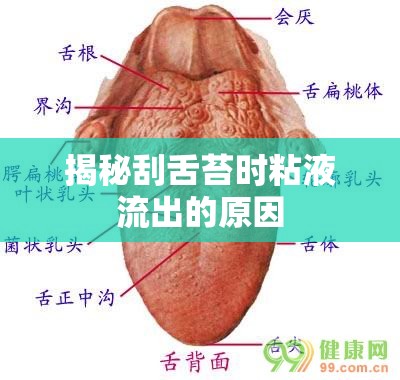 揭秘刮舌苔時(shí)粘液流出的原因