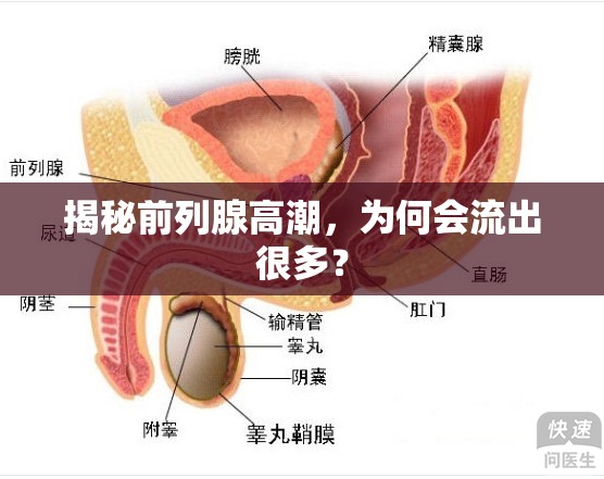 揭秘前列腺高潮，為何會流出很多？