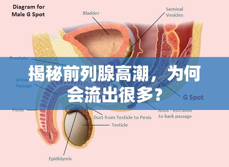 揭秘前列腺高潮，為何會流出很多？
