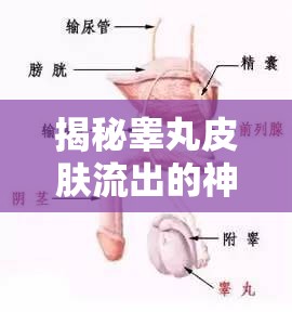 揭秘睪丸皮膚流出的神秘液體，健康真相與常見誤解的雙重解讀