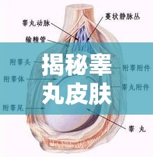揭秘睪丸皮膚流出的神秘液體，健康真相與常見誤解的雙重解讀