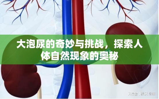 大泡尿的奇妙與挑戰(zhàn)，探索人體自然現(xiàn)象的奧秘