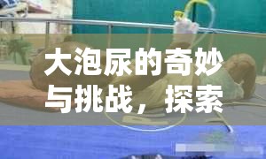 大泡尿的奇妙與挑戰(zhàn)，探索人體自然現(xiàn)象的奧秘
