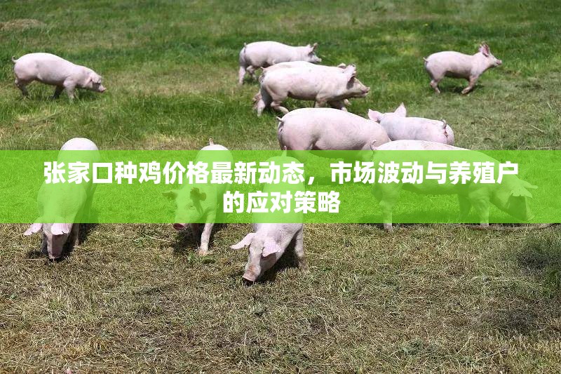 張家口種雞價(jià)格最新動態(tài)，市場波動與養(yǎng)殖戶的應(yīng)對策略