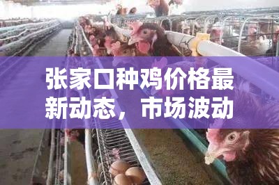 張家口種雞價(jià)格最新動態(tài)，市場波動與養(yǎng)殖戶的應(yīng)對策略