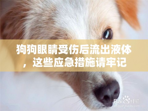 狗狗眼睛受傷后流出液體，這些應(yīng)急措施請牢記
