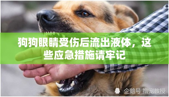 狗狗眼睛受傷后流出液體，這些應(yīng)急措施請牢記