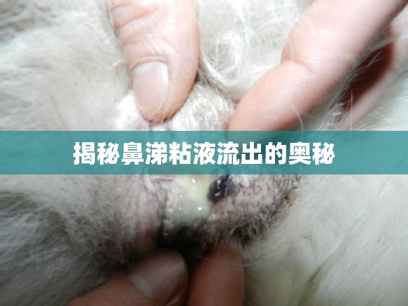 揭秘鼻涕粘液流出的奧秘