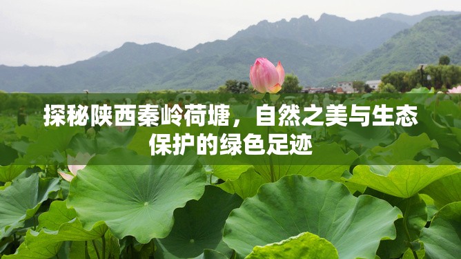 探秘陜西秦嶺荷塘，自然之美與生態(tài)保護(hù)的綠色足跡