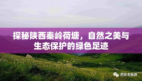 探秘陜西秦嶺荷塘，自然之美與生態(tài)保護(hù)的綠色足跡