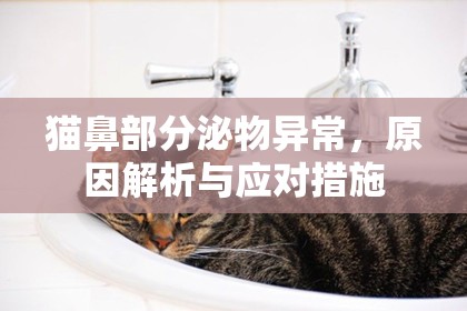 貓鼻部分泌物異常，原因解析與應(yīng)對(duì)措施
