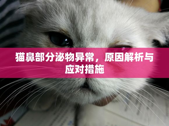 貓鼻部分泌物異常，原因解析與應(yīng)對(duì)措施