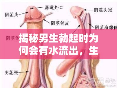 揭秘男生勃起時為何會有水流出，生理現(xiàn)象的奧秘