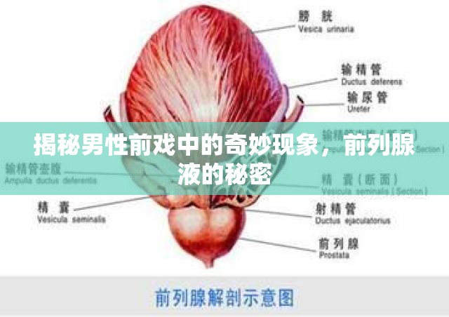 揭秘男性前戲中的奇妙現(xiàn)象，前列腺液的秘密