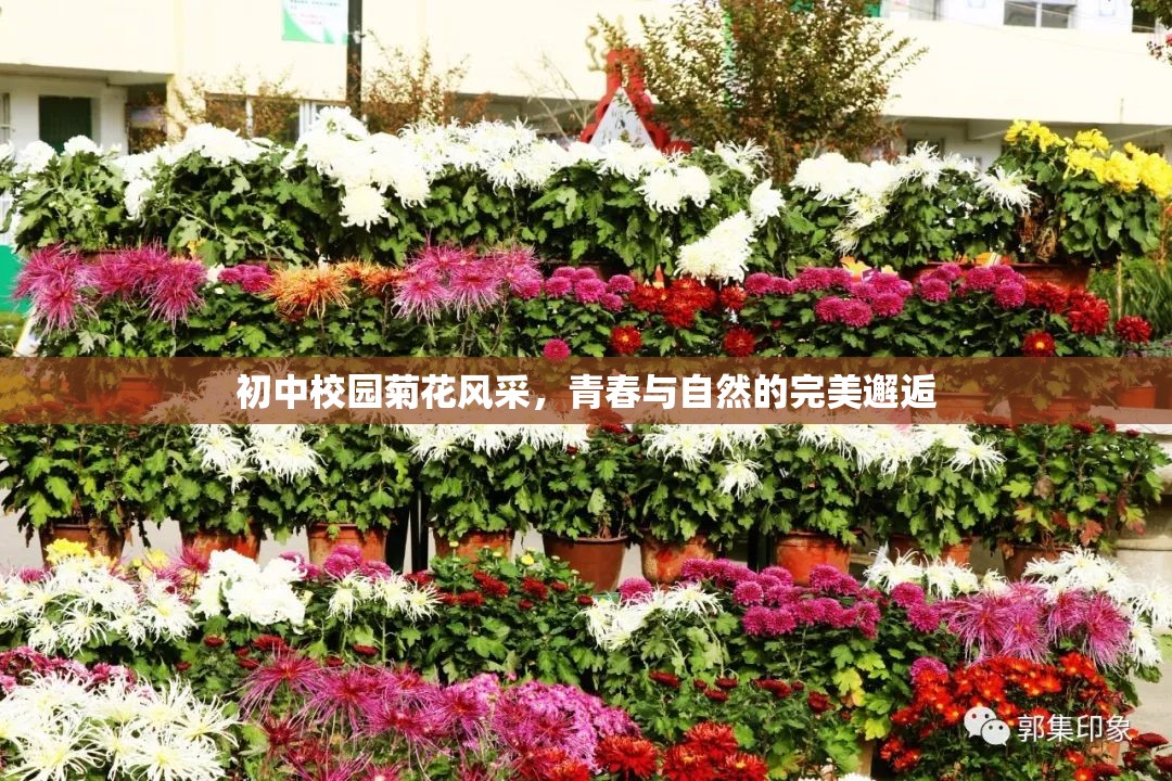 初中校園菊花風采，青春與自然的完美邂逅