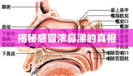 揭秘感冒濃鼻涕的真相