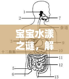 寶寶水漾之謎，解析寶寶口吐清水的背后原因