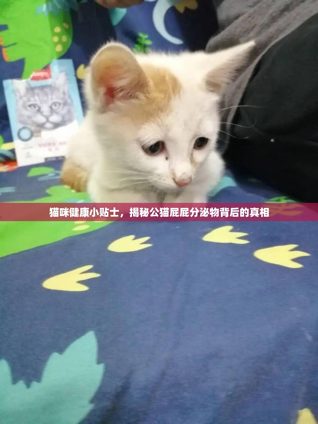貓咪健康小貼士，揭秘公貓屁屁分泌物背后的真相