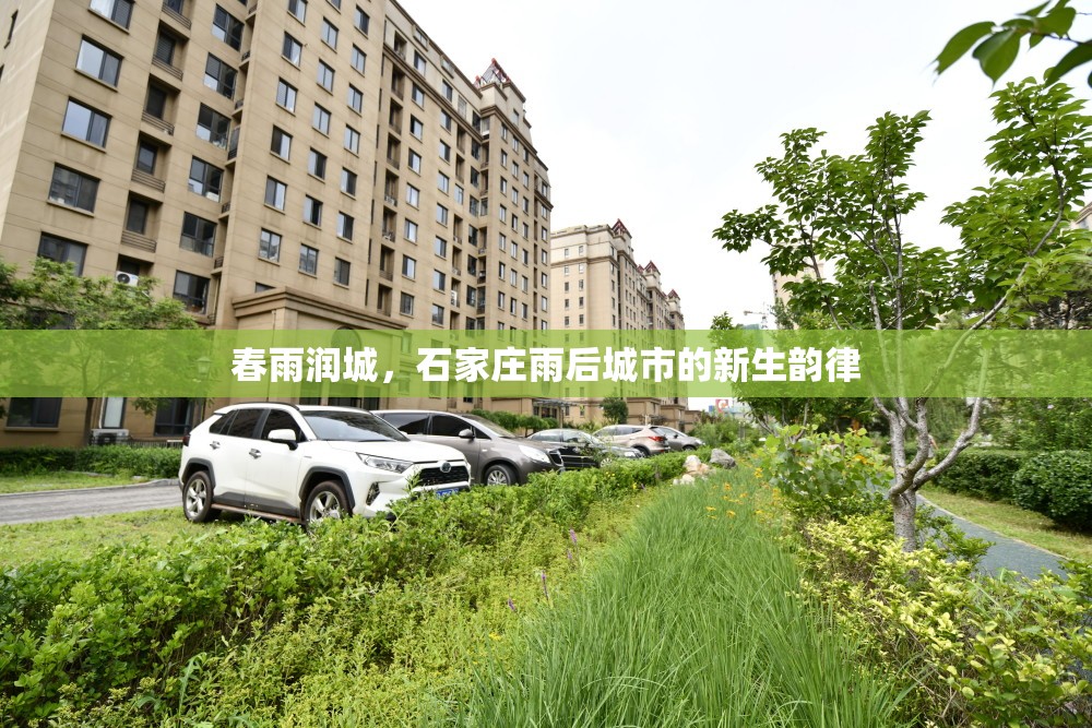 春雨潤城，石家莊雨后城市的新生韻律