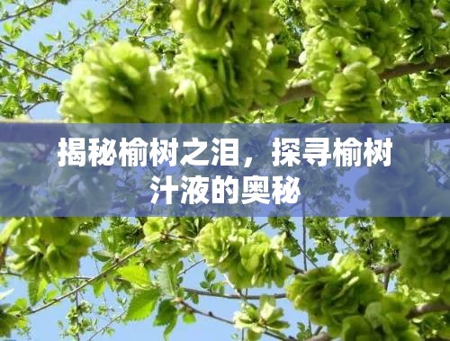 揭秘榆樹之淚，探尋榆樹汁液的奧秘
