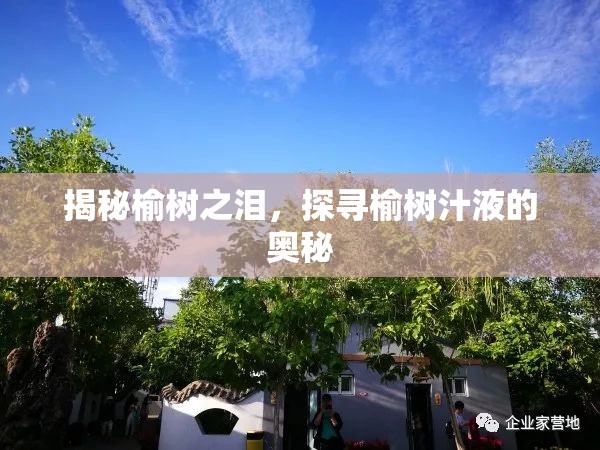 揭秘榆樹之淚，探尋榆樹汁液的奧秘