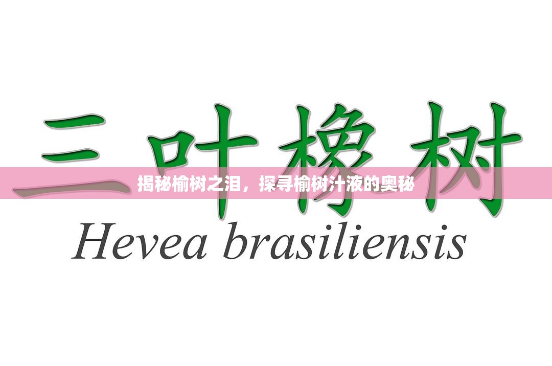 揭秘榆樹之淚，探尋榆樹汁液的奧秘