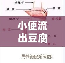 小便流出豆腐渣，揭秘這一健康警報(bào)的真相