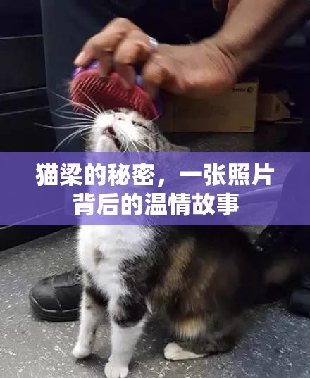 貓梁的秘密，一張照片背后的溫情故事