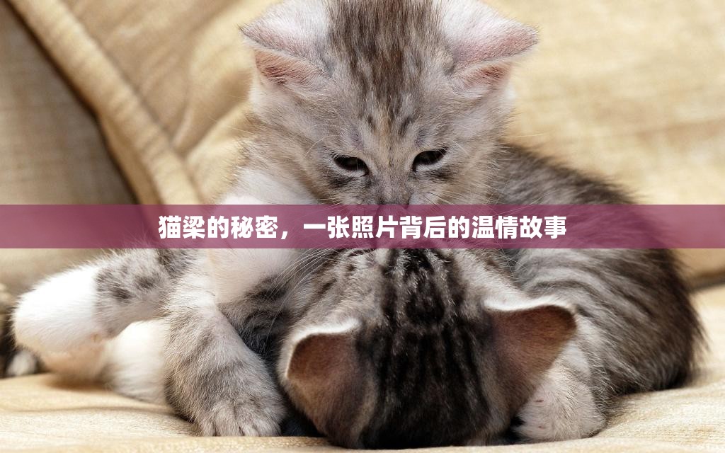 貓梁的秘密，一張照片背后的溫情故事