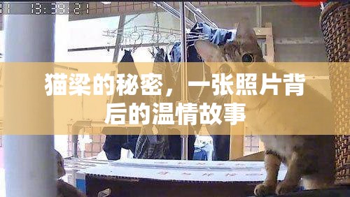 貓梁的秘密，一張照片背后的溫情故事